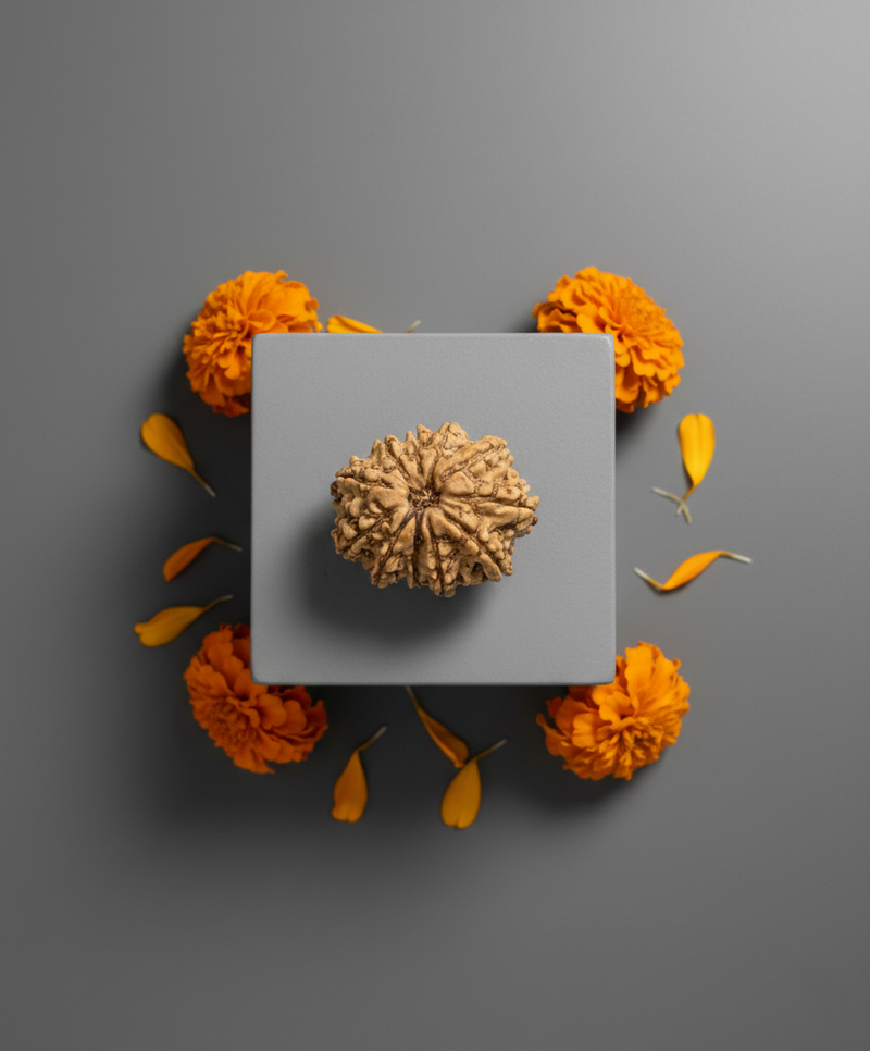 Best 11 Mukhi Nepali Rudraksha 22MM – Powerful Bead