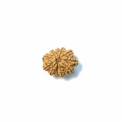 Best 11 Mukhi Nepali Rudraksha 22MM – Powerful Bead
