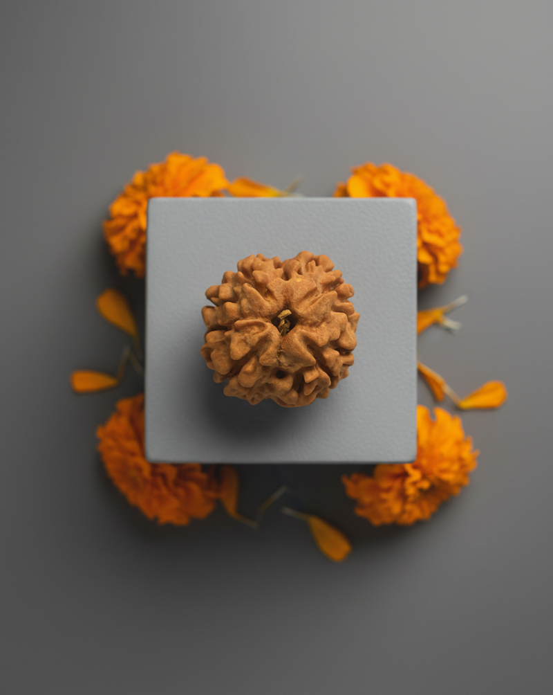 4 Mukhi Nepali Rudraksha  Size - Small