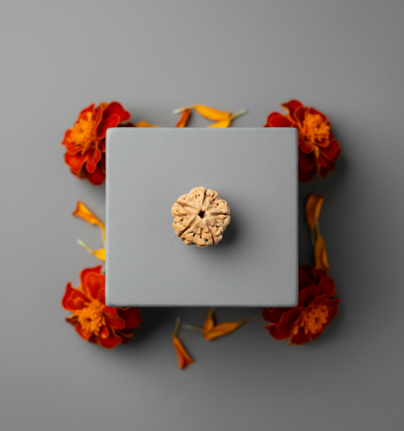 Original 5 Mukhi Nepali Rudraksha 25MM Big Size – Premium Bead for Peace & Protection