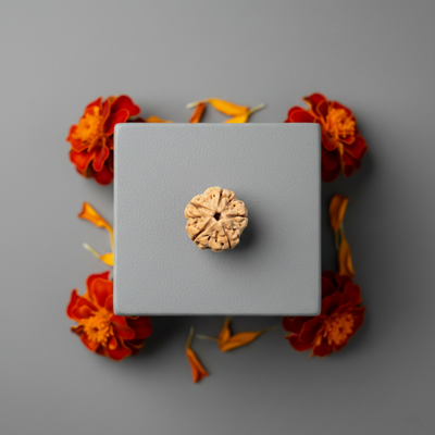 5 Mukhi Nepali Rudraksha 25MM big size original bead for peace protection and spiritual growth