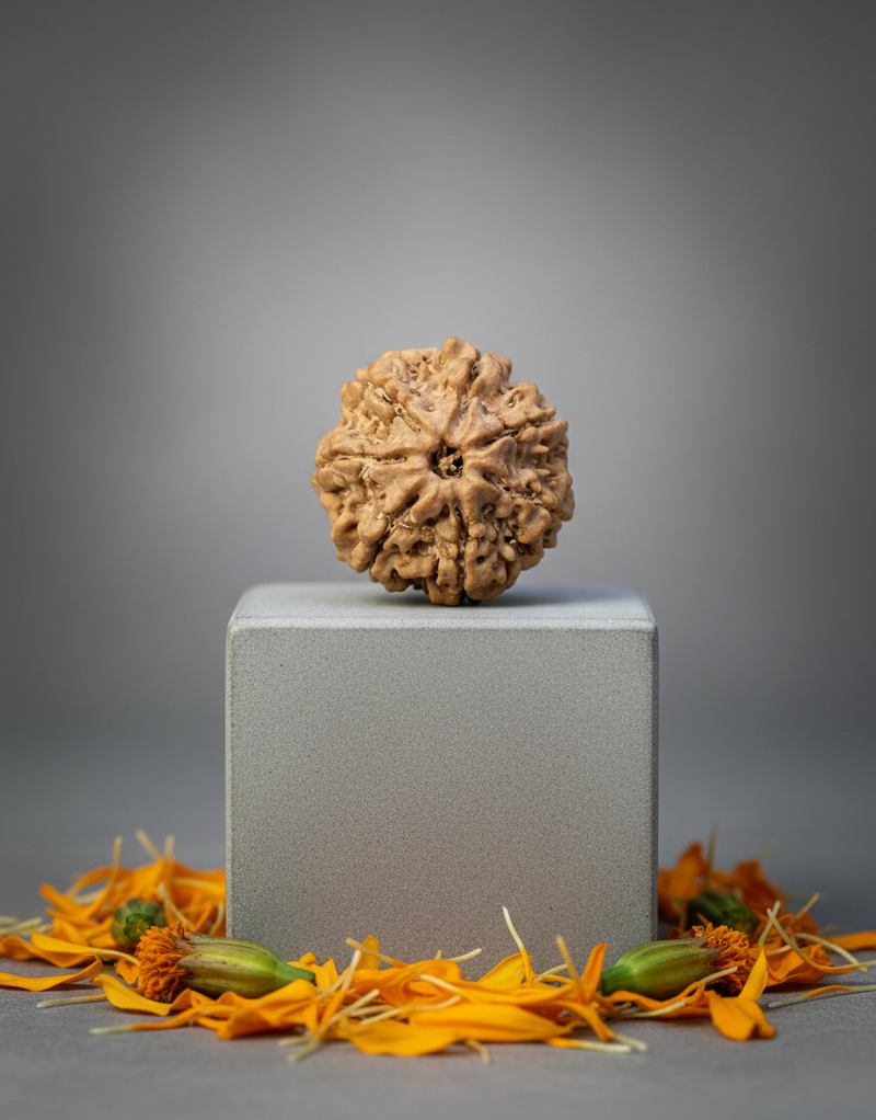 7 Mukhi Nepali Rudraksha 20–21mm Original & Certified