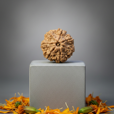 7 Mukhi Nepali Rudraksha Medium 20–21mm Original Certified Buy Online