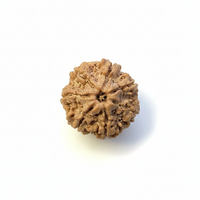 7 Mukhi Nepali Rudraksha 20–21mm Original & Certified