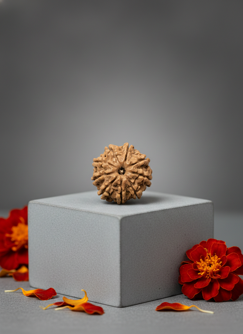 Original 9 Mukhi Nepali Rudraksha 22MM – Certified Bead for Power & Protection