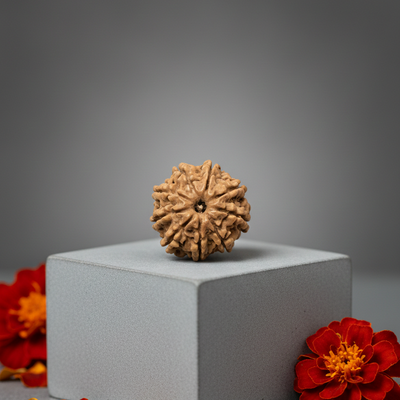 9 Mukhi Nepali Rudraksha 22MM original certified bead for power protection and confidence