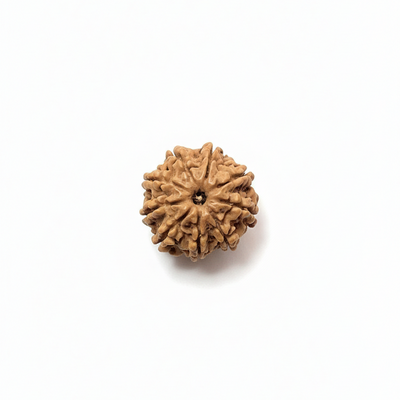 Original 9 Mukhi Nepali Rudraksha 22MM – Certified Bead for Power & Protection