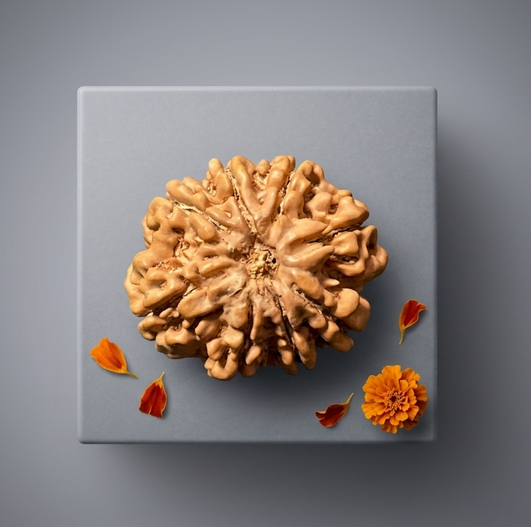 8 Mukhi Nepali Rudraksha 27mm Antique Size Original & Certified | Buy Online