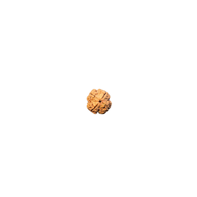 Original 4 Mukhi Nepali Rudraksha 24MM Big Size – Premium Bead for Knowledge & Focus