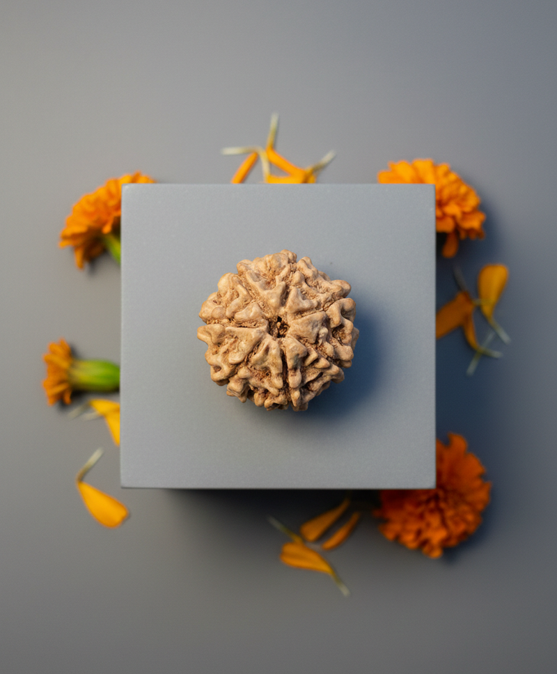 7 Mukhi Rudraksha Benefits in Hindi (2026) – Kaise Pehne, Price, Asli Pehchan & Buy Online